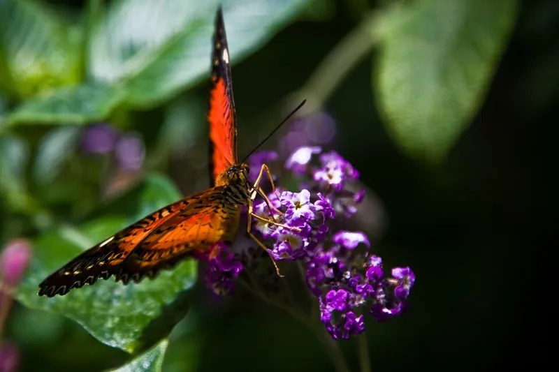 Un café au jardin des papillons : le parcours gourmand des insectes et des plantes créoles