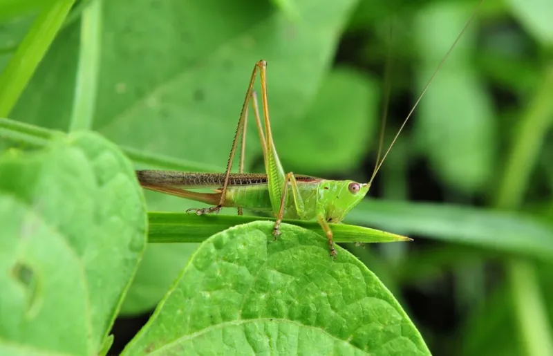 Chez nous, chez elles : comment les criquets et sauterelles s'invitent dans les jardins créoles