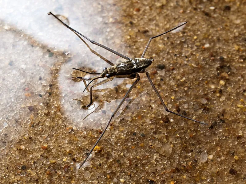 Yeux d'eau, garde-à-vous : à la découverte des gerris, ces patineurs des rivières créoles