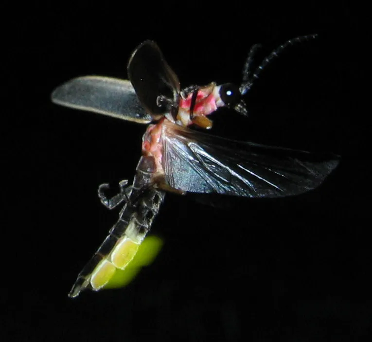 Jet bouillant, lueur dans la nuit : les superpouvoirs chimiques et lumineux des insectes créoles