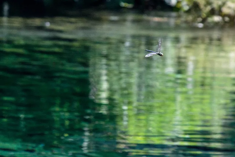 Vol d'escorte : quand les libellules vous accompagnent au bord de l'eau