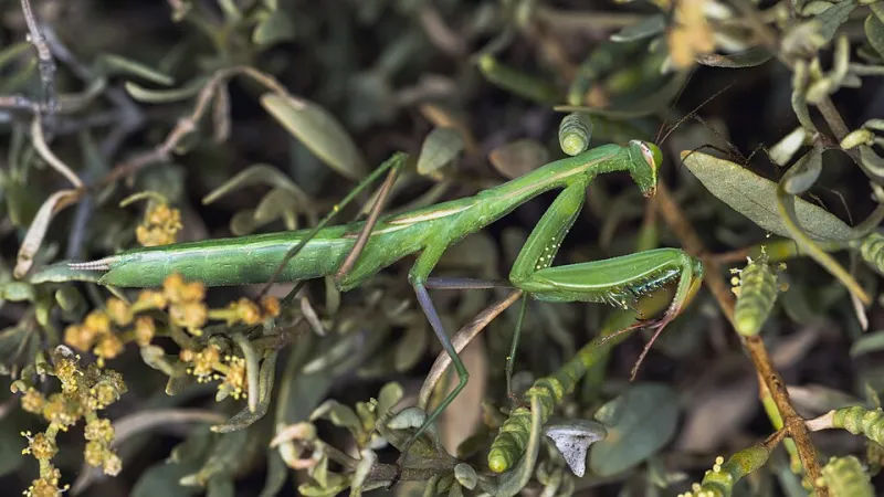 Prier pour mieux frapper : dans l'embuscade des mantes religieuses créoles