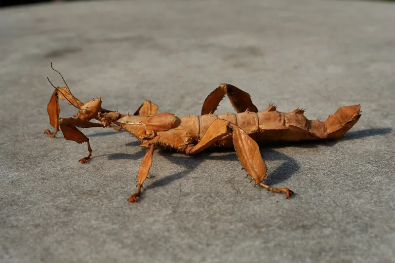 Masters du déguisement : une journée avec les phasmes géants de l'insectarium