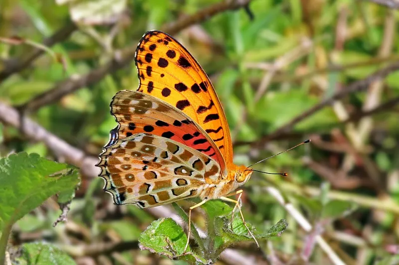 Le grand safari des petites bêtes : dix trésors à guetter à La Réunion